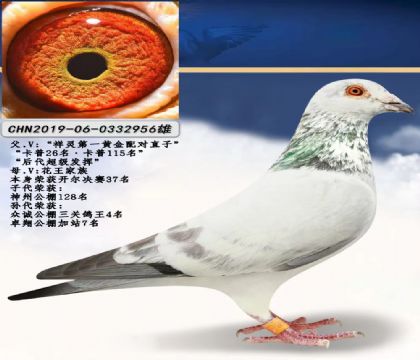 正本羽业-李中国956 雄