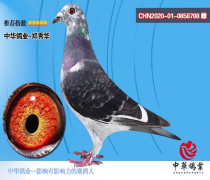 中华鸽业”---708 雌