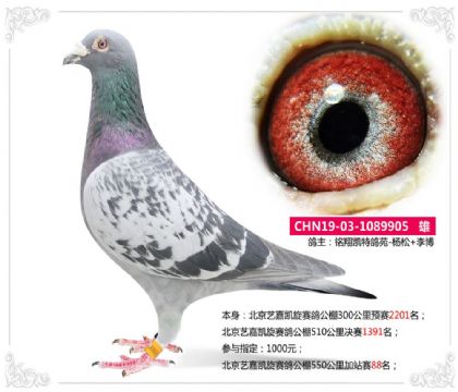 北京艺嘉凯旋赛鸽公棚550公里加站赛88名 雄