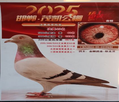 邯郸茂凯信鸽驯养中心双关鸽17名 雄