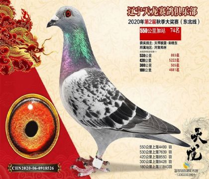 辽宁天龙赛鸽俱乐部550公里加站赛74名 雌