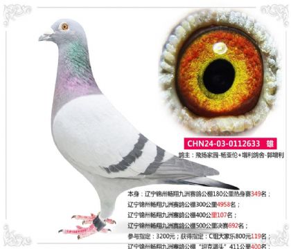 辽宁锦州畅翔九洲赛鸽公棚500公里决赛692名 雄