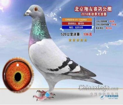 北京翔友赛鸽公棚520公里决赛105名 雄