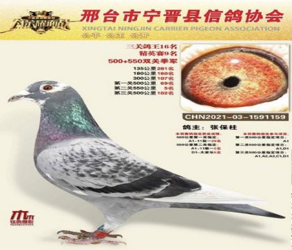 河北宁晋县信鸽协会500-550公里双关鸽王季军 雄