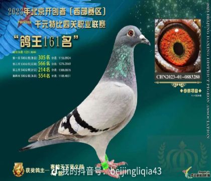 北京大兴鸽会开创者“铁鹰四关”北京西部赛区四关鸽王161名