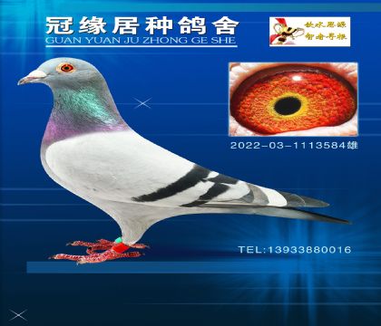 Ῠ713/688ƽԶĸ1113584