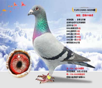 ̨ȫᡱֲ59Ѫϵ ɼۺǾ