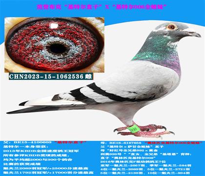 范登布克“基特尔”直子X“基特尔006”全姐妹