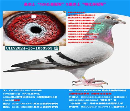 (山区地形 吃苦耐劳)桑杰士双冠军作出 公棚首选