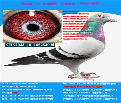 (山区地形 吃苦耐劳)桑杰士双冠军作出