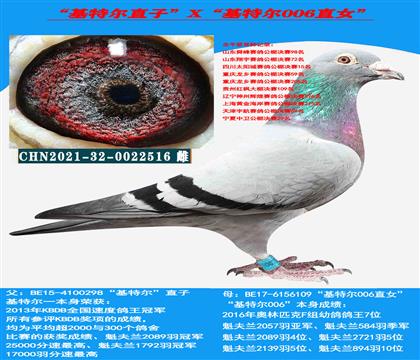 (臻藏种鸽)范登布克“基特尔”直子X“基特尔006”直女