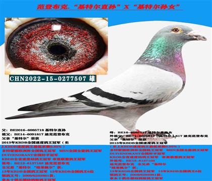 速度种鸽范登布克“基特尔直孙”X“基特尔孙女”