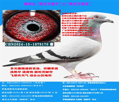 (吃苦耐劳 高级提速种鸽)桑杰士“灰王子直子X直女”