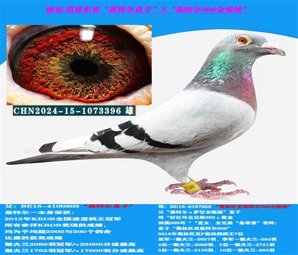 (重点推荐)范登布克多关赛速度种鸽