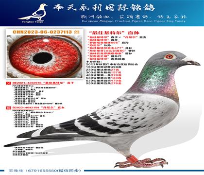 “最佳基特尔”直孙“丹尼尔”外孙“最佳基特尔”近亲回血