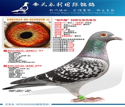 “加农炮”同窝兄弟直孙“加农炮111”直子ד加农炮”外孙女