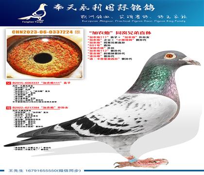 “加农炮”同窝兄弟直孙