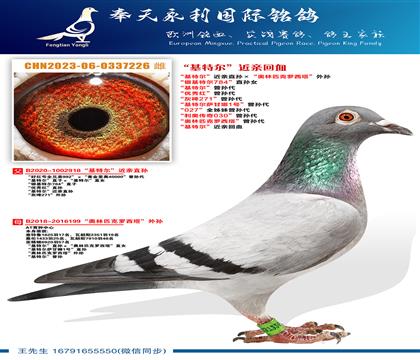 “银基特尔784”直孙女“基特尔”近亲直孙ד奥林匹克罗西塔