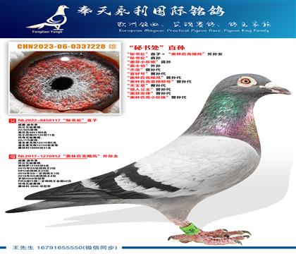 “秘书处”直孙““墨菲小珍妮”直孙“奥林匹克飓风”曾孙代