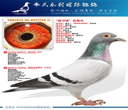 “秘书处”直孙女 “墨菲小珍妮”直孙女“秘书处”直子ד奥林