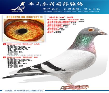 “基特尔006”外孙“基特尔006”全兄弟ד基特尔006”