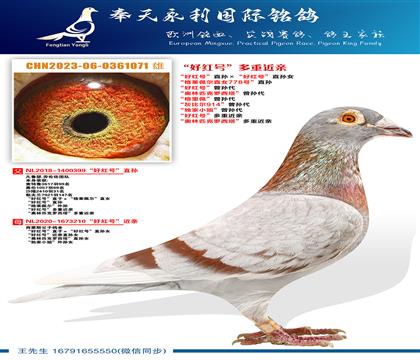 “好红号”直孙ד好红号”直孙女 “格莱佩尔直女778号”直