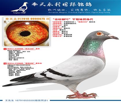 “金棕榈号”半姐妹外孙ד瑞克098”直孙女 “金棕榈号”半