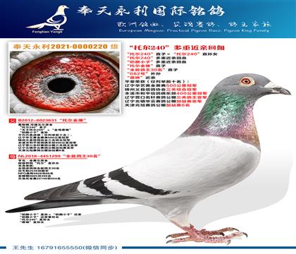 “托尔240”直子ד托尔240”直孙女 “托尔240”多重