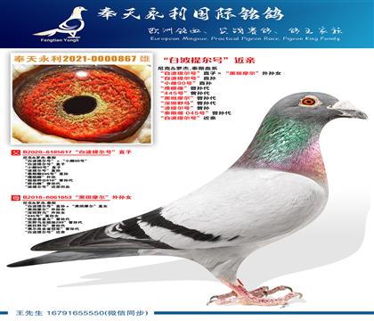 尼克.罗杰.泰斯血系 “白波提尔号”直子ד黑斑摩尔”外孙女