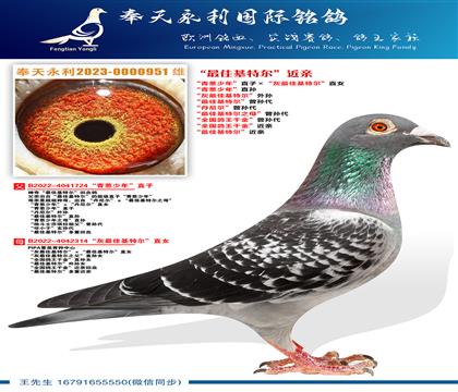 “青葱少年”直孙 “灰最佳基特尔”外孙 “最佳基特尔”曾孙代
