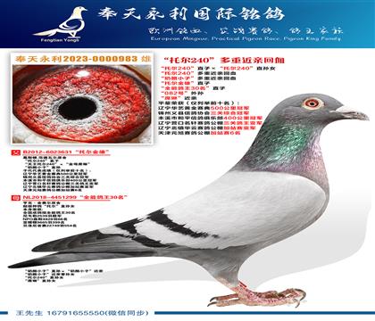 “托尔240”直子ד托尔240”直孙女 “托尔240”多重