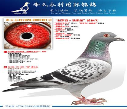 “奥林匹克003”直孙ד新罗西×独眼雌”外孙女 “最佳号”