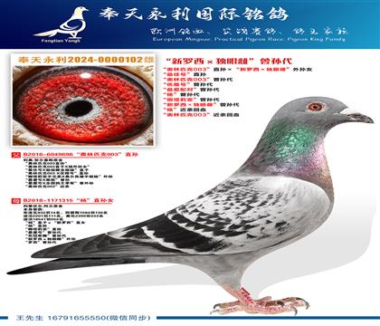 “奥林匹克003”直孙ד新罗西×独眼雌”外孙女 “最佳号”