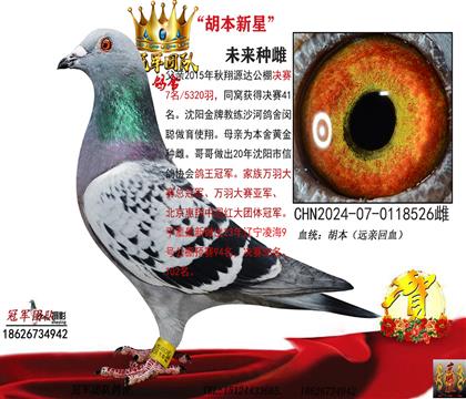 沙河黑胡本(北京惠翔大团体冠军血系)