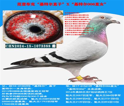 范登布克“基特尔”直子X“基特尔006”直女