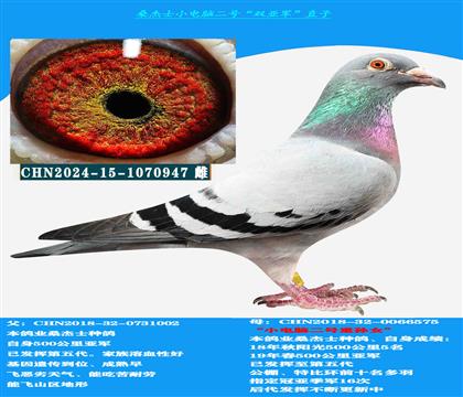 (山区地形 吃苦耐劳) 桑杰士双亚军作出 公棚首选