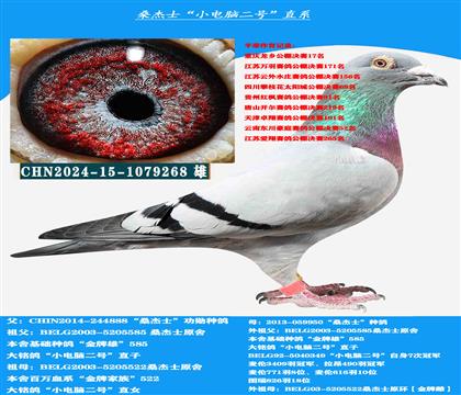 (吃苦耐劳 恶劣天气)多关赛高级提速种鸽