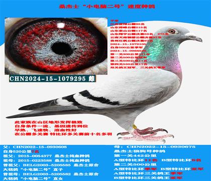 (吃苦耐劳 恶劣天气)多关赛高级提速种鸽