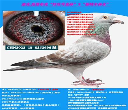 范登布克“好红号直孙”X“基特尔孙女”