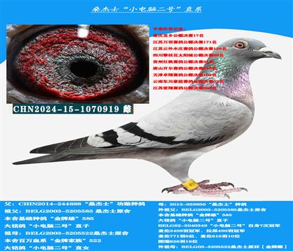 (山区地形 吃苦耐劳)中小体型桑杰士多关赛首推种母