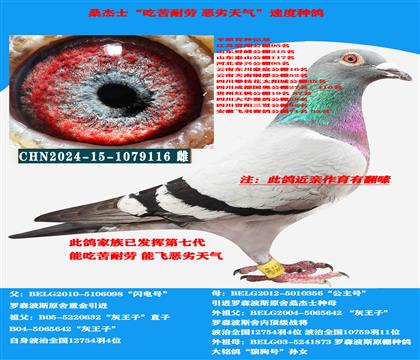 (恶劣天气 吃苦耐劳) 桑杰士近亲翻嗉 多关赛首推种鸽