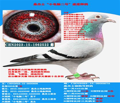 (山区地形 吃苦耐劳) 桑杰士中小体公棚多关赛首推种母