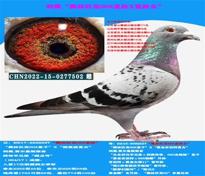 (公棚多关赛首推)利奥贺尔曼速度种母