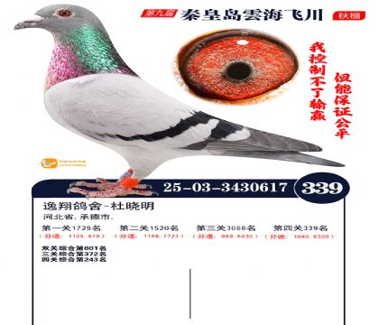 녺��ɴ�����339��