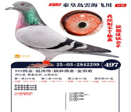 녺��ɴ�����497��