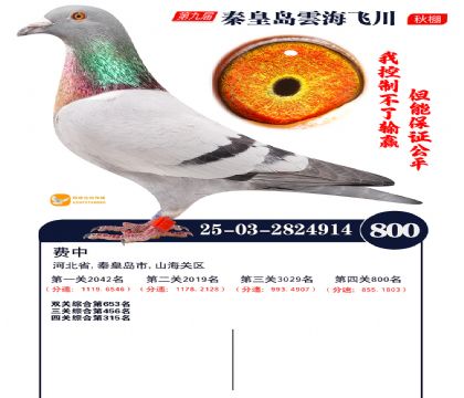 녺��ɴ�����800��