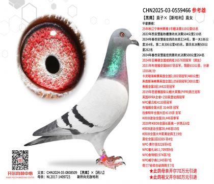 ��ӥֱ�ӡ��¹���ֱŮ