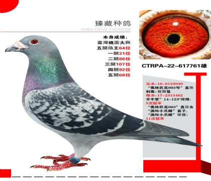 信鸽在线拍卖平台 - 中国信鸽信息网