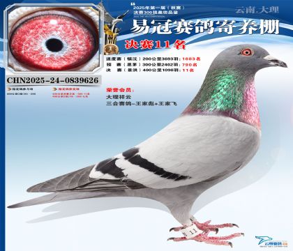 �����׹ھ���11��