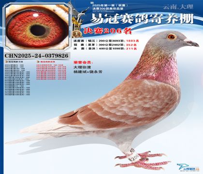 �����׹ھ���206��